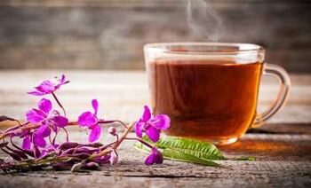 Infuzie de ceai de salcie - un remediu popular pentru tratamentul și prevenirea prostatitei